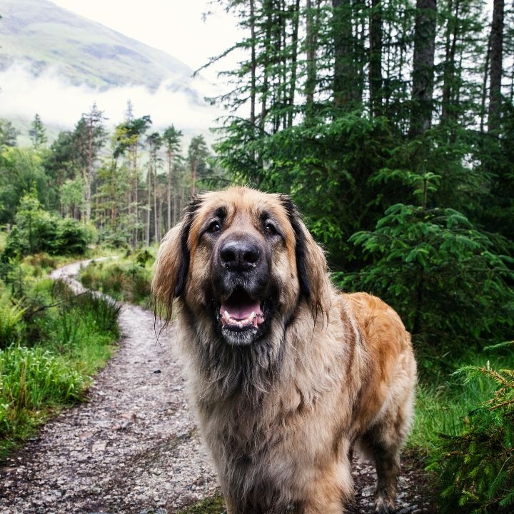 Dog in forest