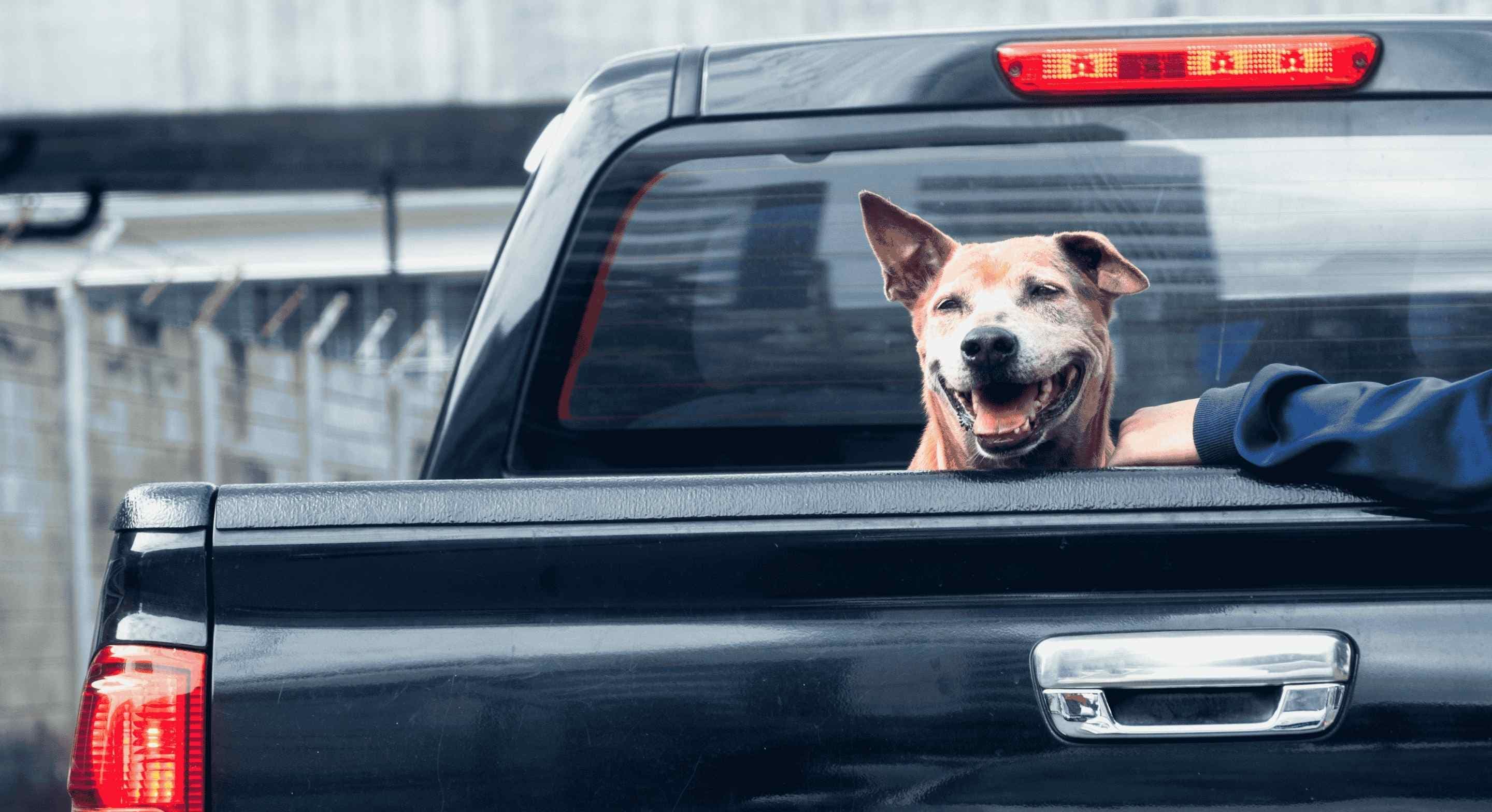 dog sitting in the car